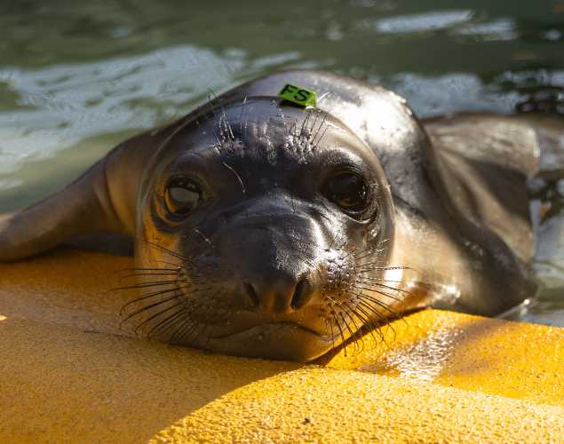 northern elephant seal Sempra