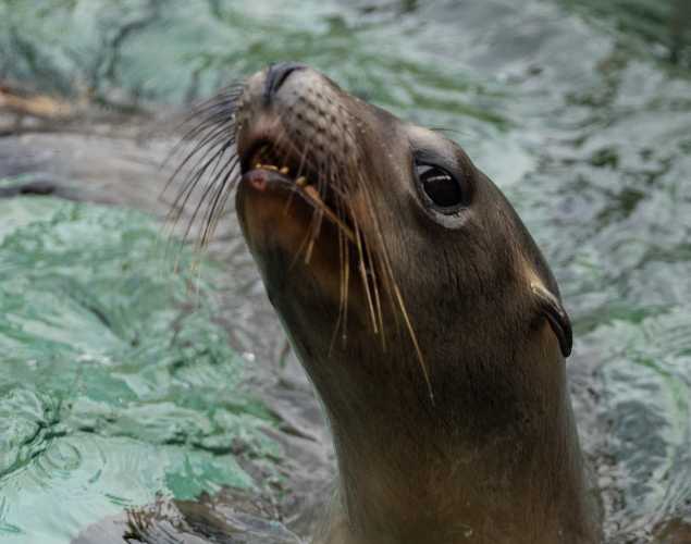 California sea lion Balthazar
