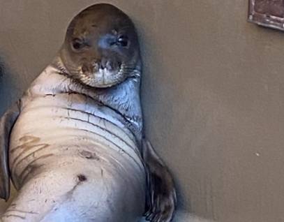 hawaiian monk seal Kaukāhi