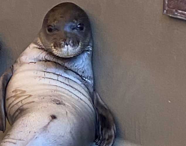 hawaiian monk seal Kaukāhi