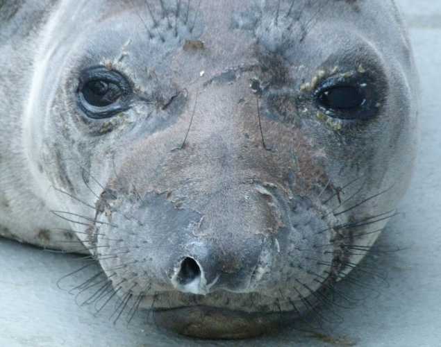 elephant seal Sid
