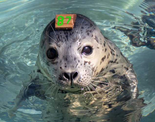 harbor seal Bonbon