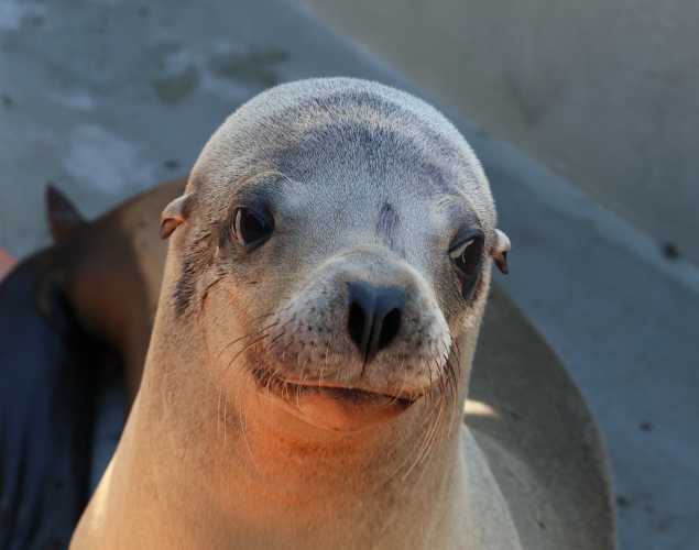 California sea lion Chicory