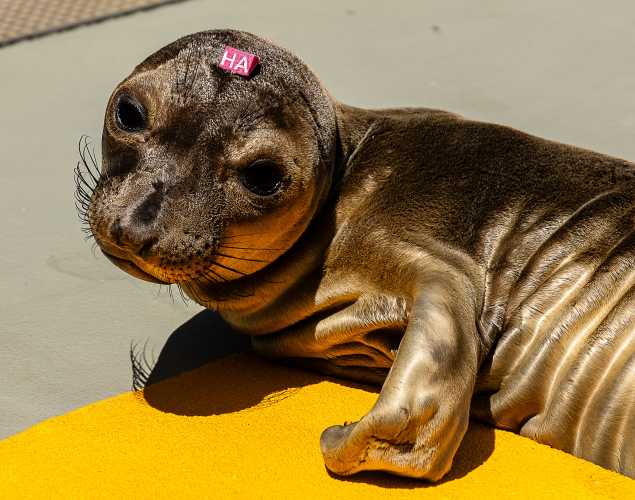 northern elephant seal Hadiza