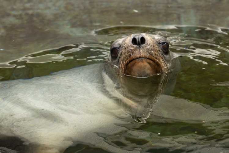 California sea lion in a pool