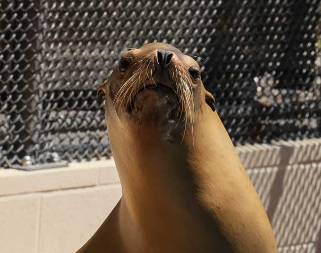 California sea lion Ibis