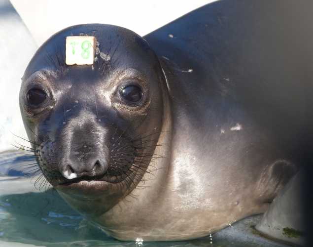 northern elephant seal Fergus