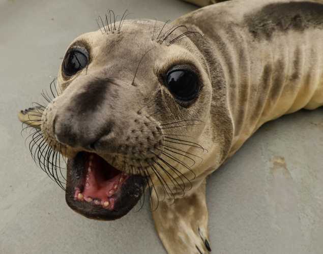 northern elephant seal Owerko