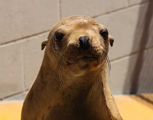 California sea lion Tobiko