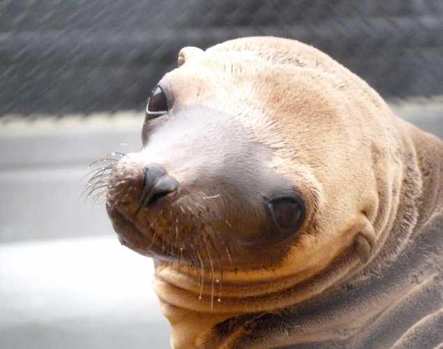California sea lion Doenut