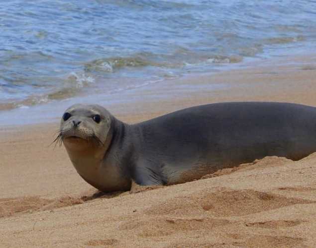 Hawaiian monk seal RS10 returns to the ocean