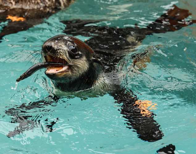 northern fur seal Dracula