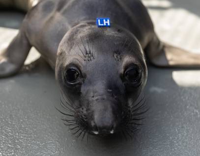 northern elephant seal Lichen