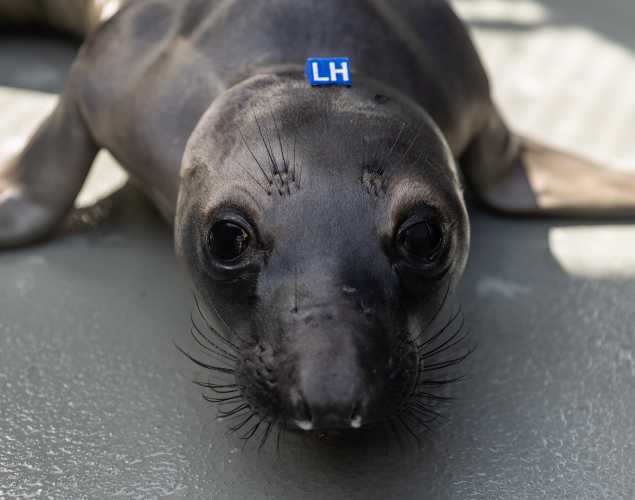 northern elephant seal Lichen