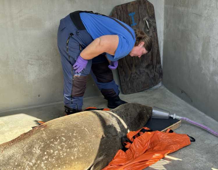 A veterinarian stands behind an adult elephant seal that is under anesthesia.