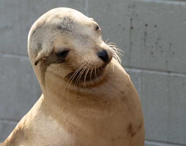 California sea lion
