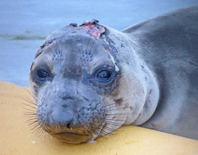 northern elephant seal Bort
