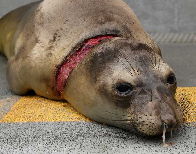 northern elephant seal Boats