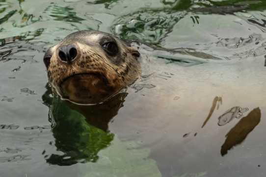 California sea lion Pasha