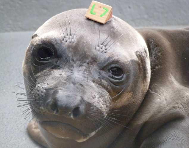 northern elephant seal Kerfuffle