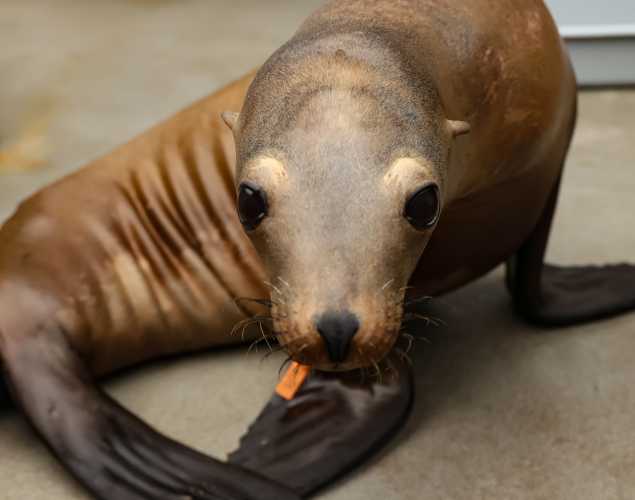 California sea lion Jiminy