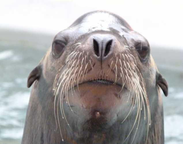 California sea lion Crawford