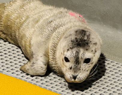 harbor seal Kaunis