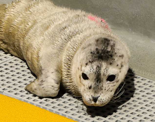 harbor seal Kaunis