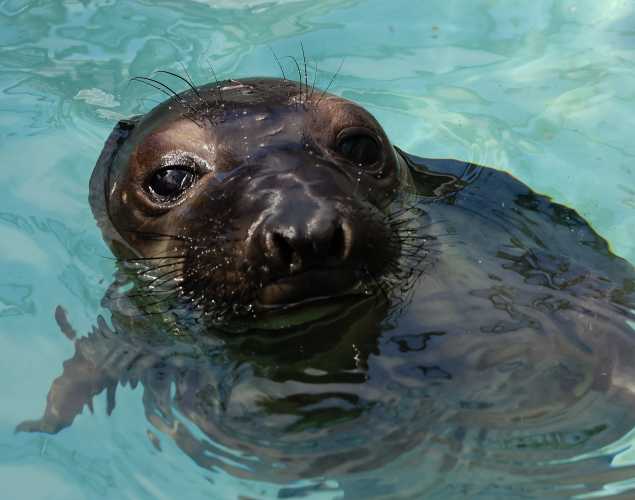 northern elephant seal Tabata
