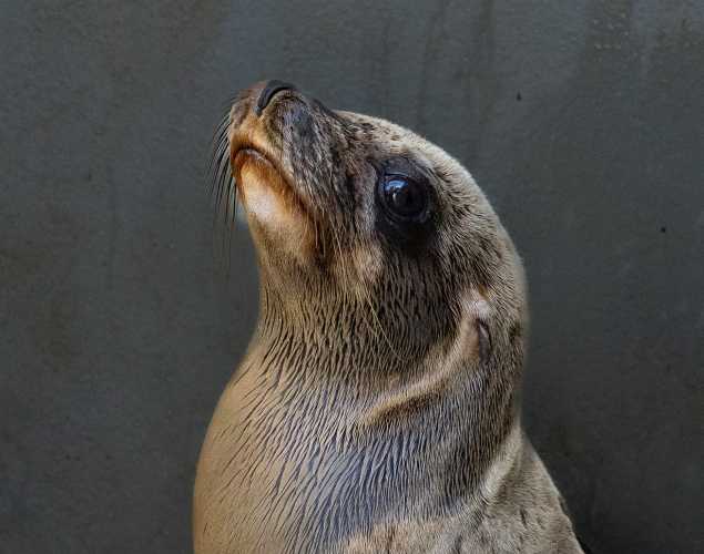 California sea lion Gingerbread