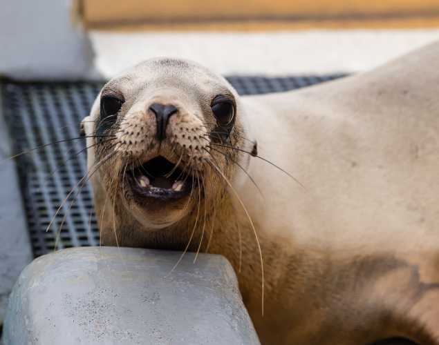 California sea lion with mouth open