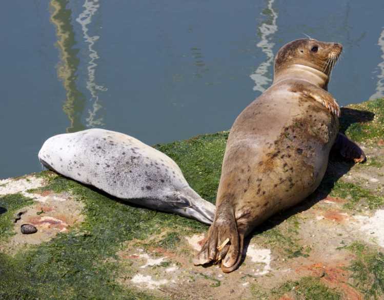 Pacific harbor seal mother and pup rest on a floating dock.