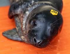 Harbor seal Voyageurs