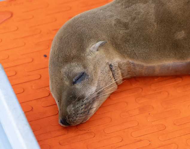 California sea lion Beaver