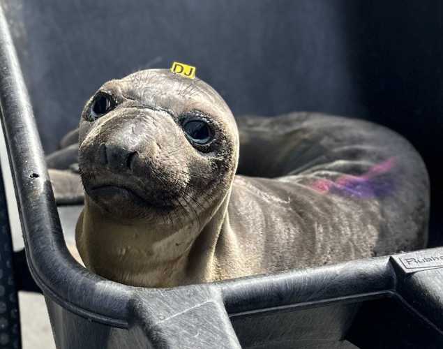 northern elephant seal Bubbles
