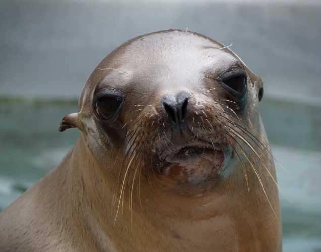 California sea lion Freesolo