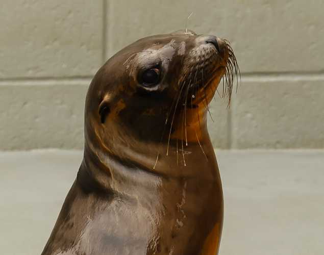 California sea lion Rotini