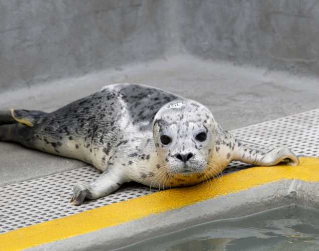 2026 marine mammal center calendar cover star