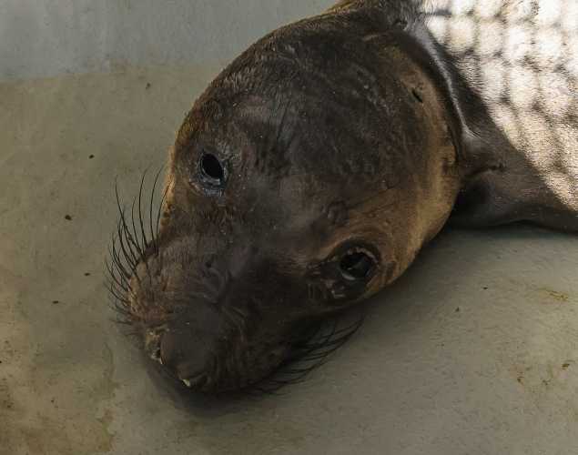 northern elephant seal Wistful