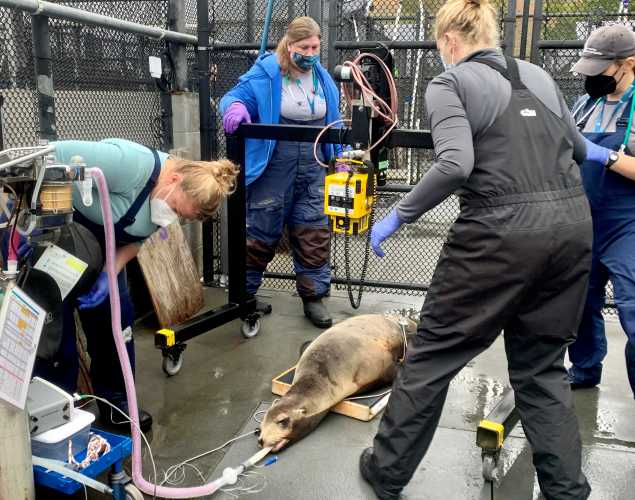 veterinary experts monitor a California sea lion under anesthesia