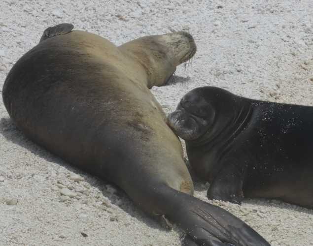 Hawaiian monk seal mother Meleana nursing her pup