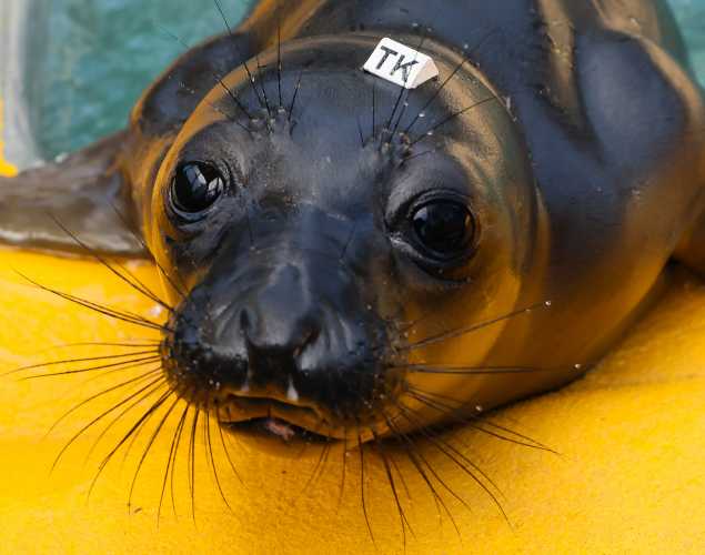 northern elephant seal Talos