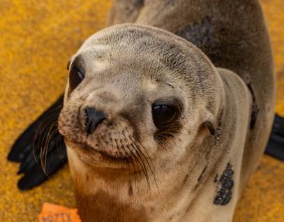 California sea lion, Hector