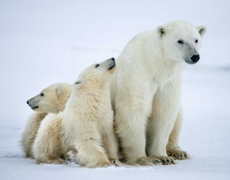 polar bear mother with two cubs