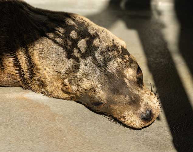 California sea lion Clubhouse