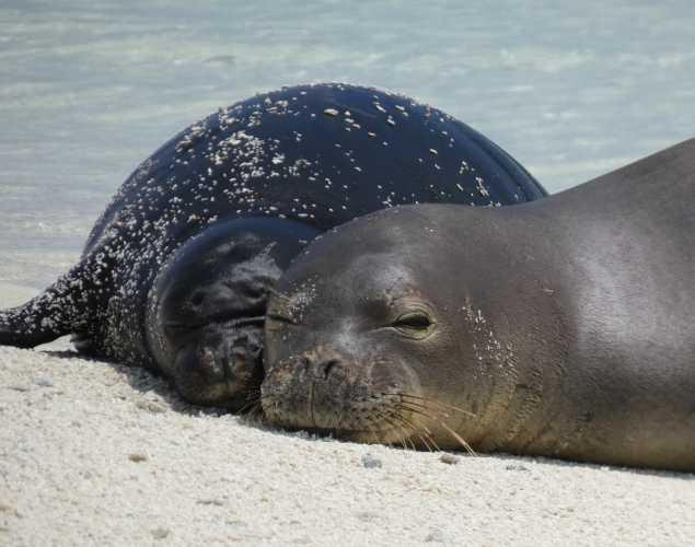 Hawaiian monk seal Meleana and her pup on the beach
