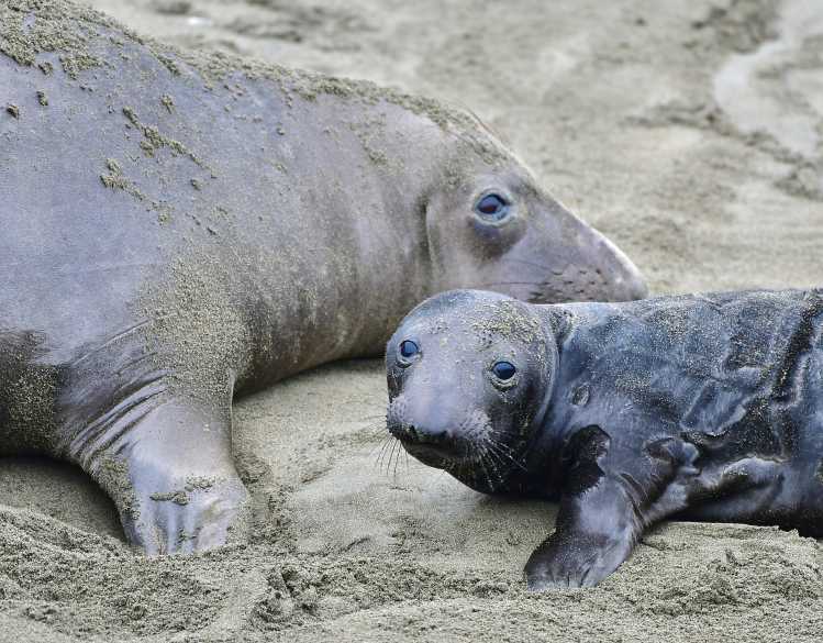 A mother elephant seal and her pup rest together on a sandy beach.