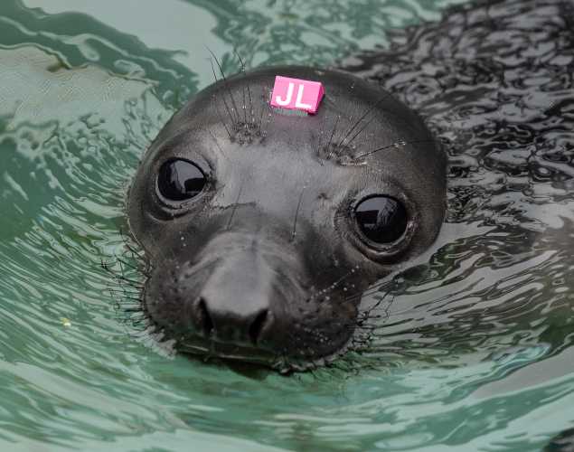 northern elephant seal Snoozer