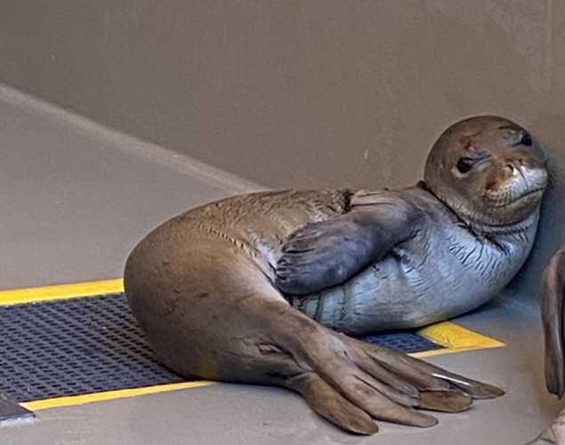 hawaiian monk seal Mikiʻala