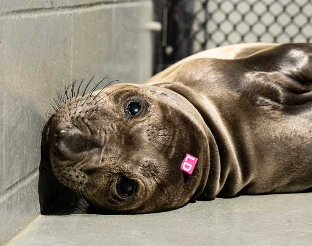 northern elephant seal Dipper